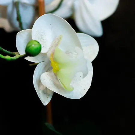 Flh Alcantara Stylish Duplex With Terrace *